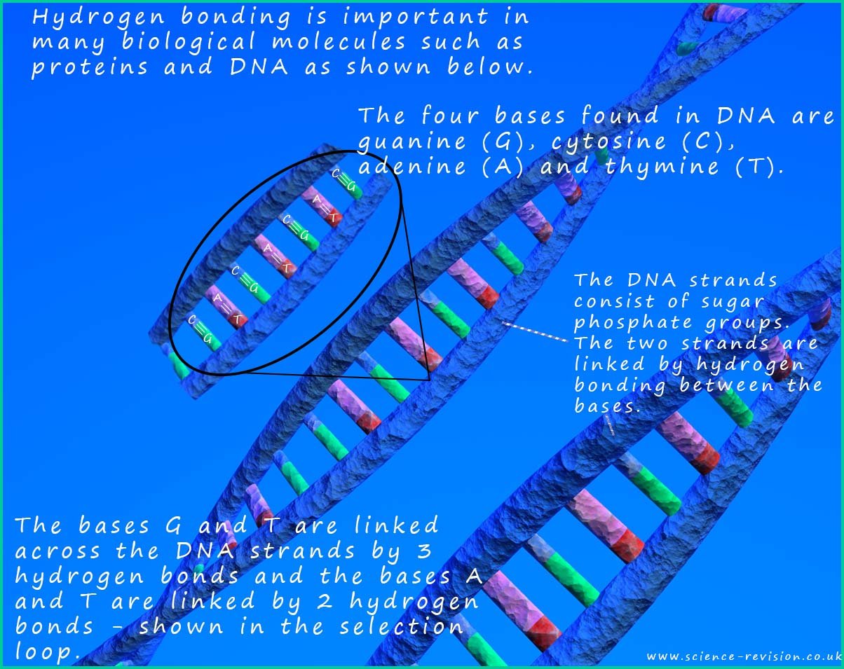 DNA double helix structure